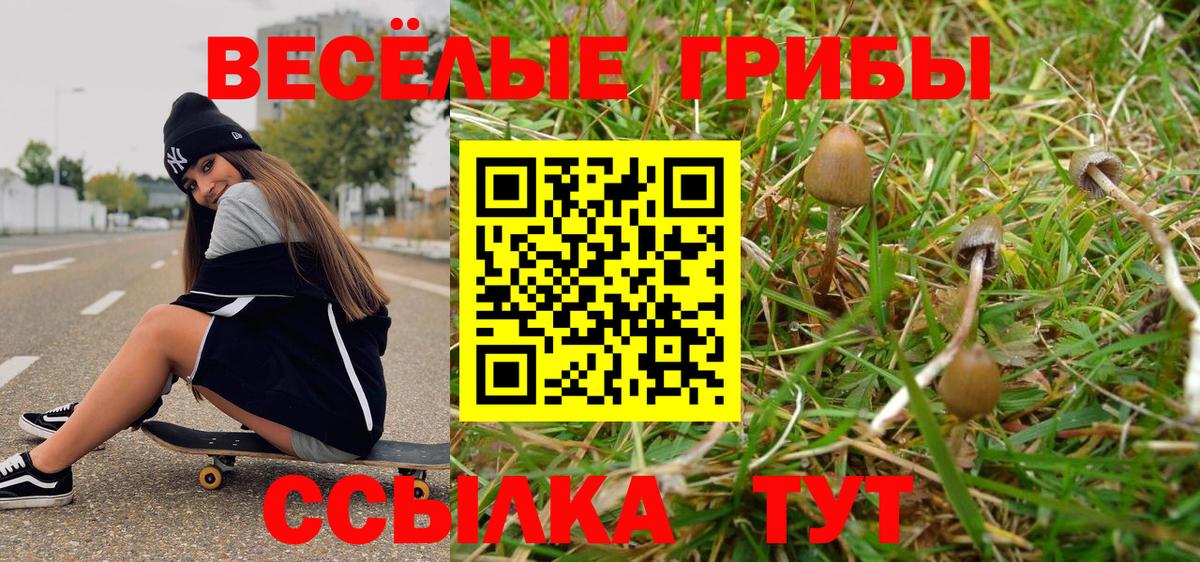 Камышлов  Галлюциногенные грибы Psilocybe  Вход с VPN 
